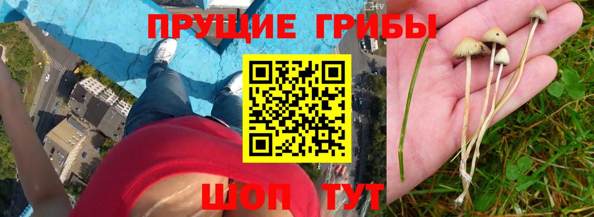 Псилоцибиновые грибы Psilocybine cubensis Павловский Посад